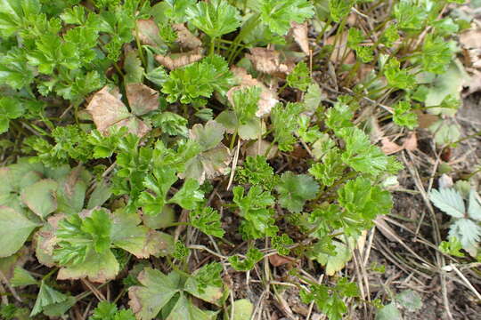 Image of Appalachian barren strawberry