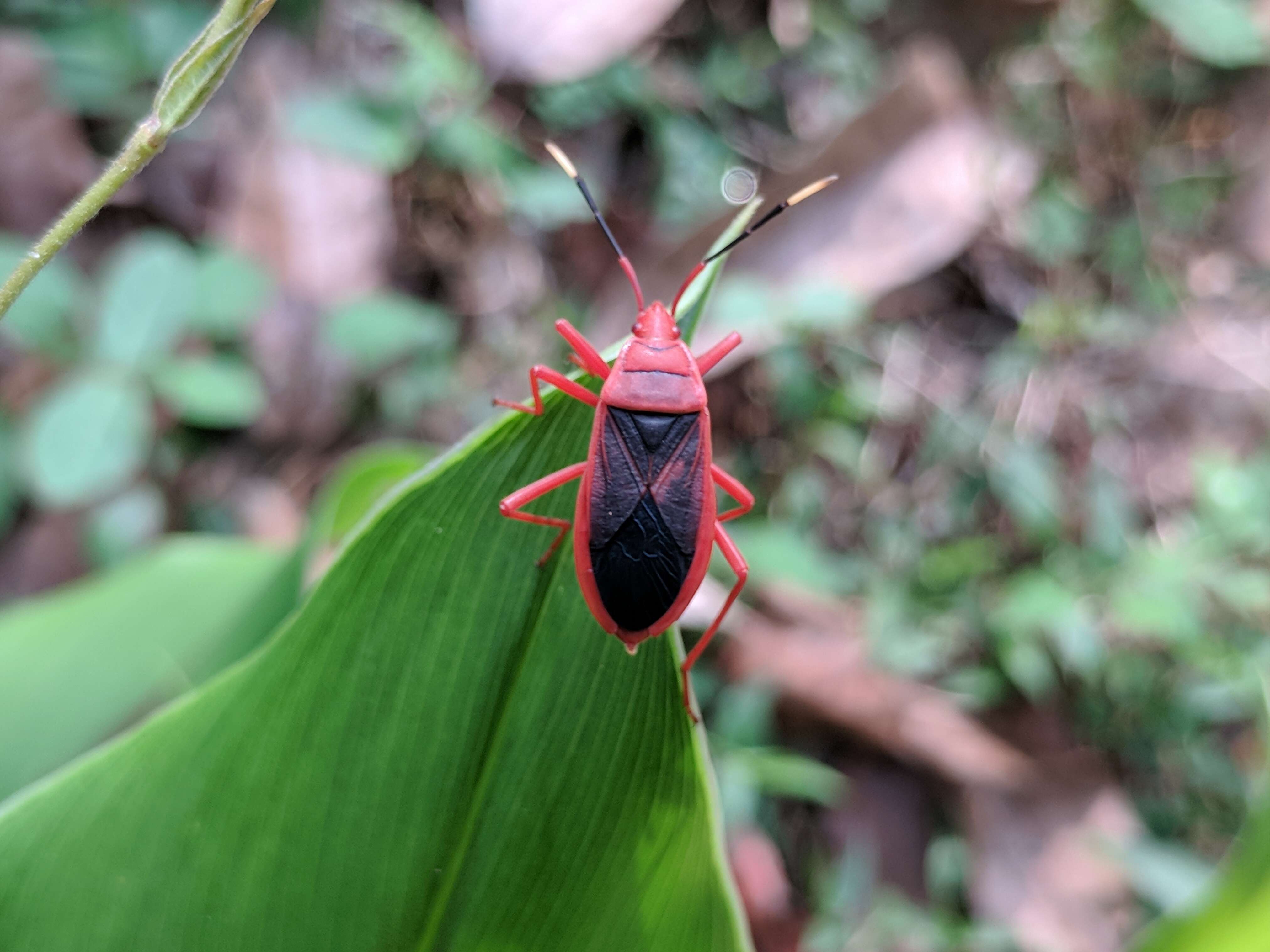 Imagem de <i>Dysdercus cingulatus</i>