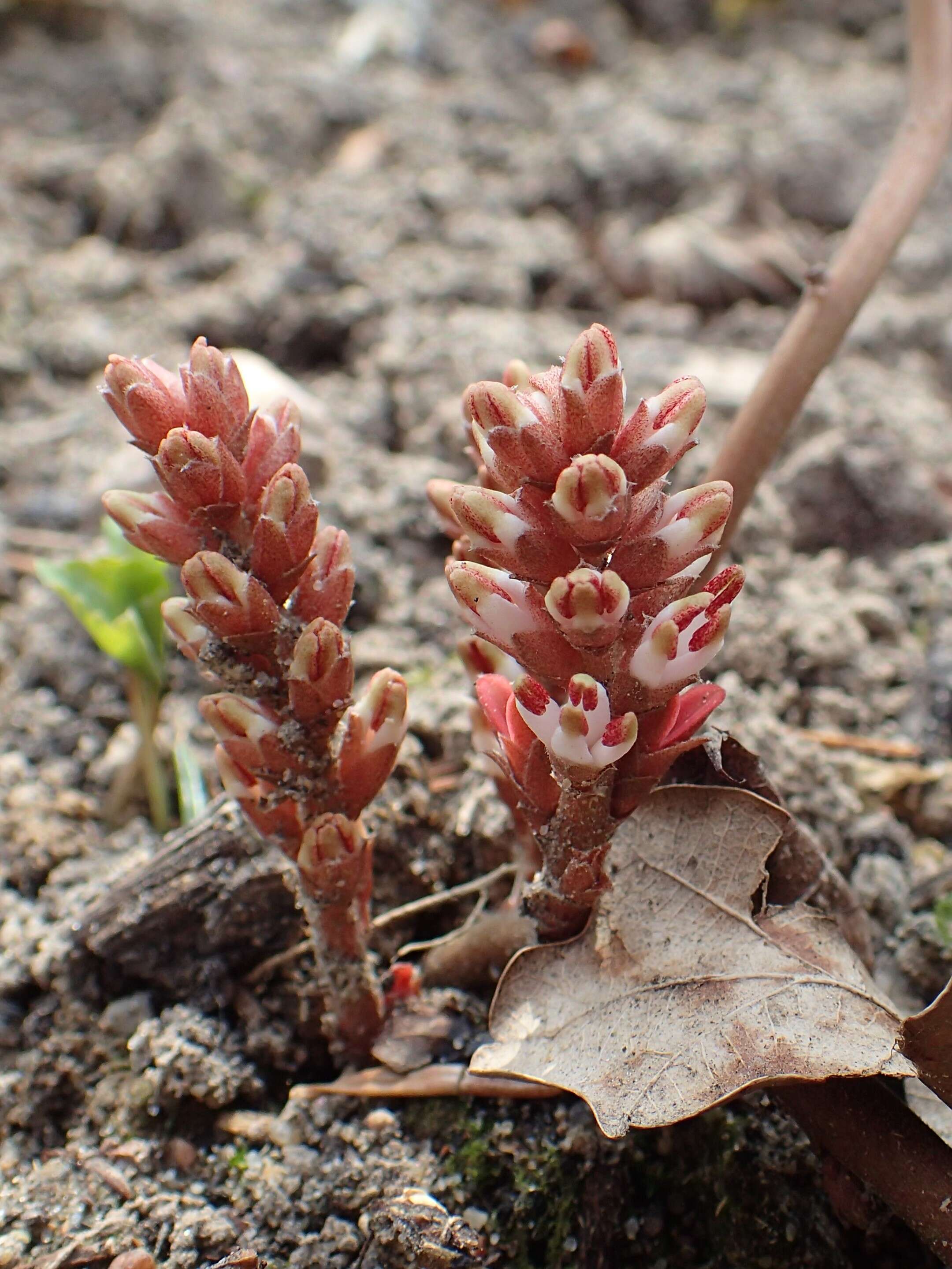 Image of Allegheny-spurge