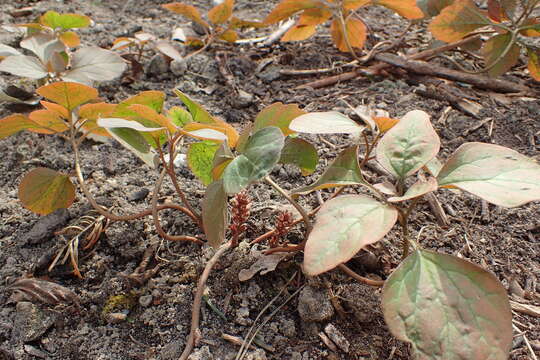 Image of Allegheny-spurge