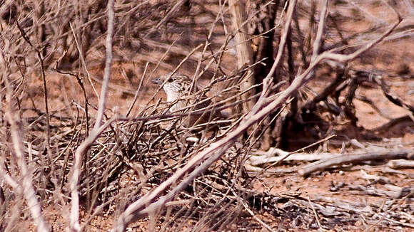 Image of Thick-billed Grasswren