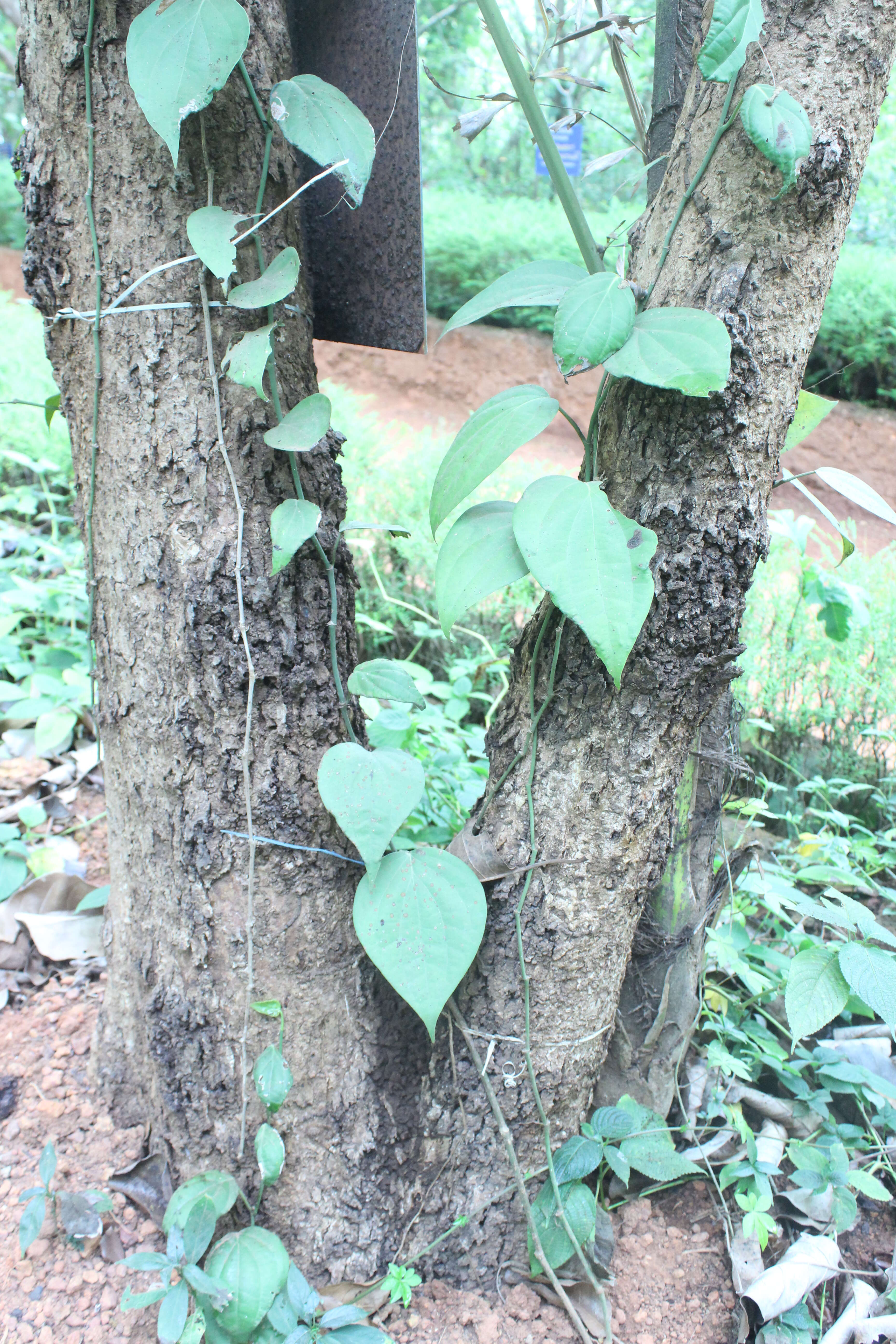 Image de Terminalia bellirica (Gaertn.) Roxb.