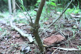 Image of Jasminum grandiflorum L.