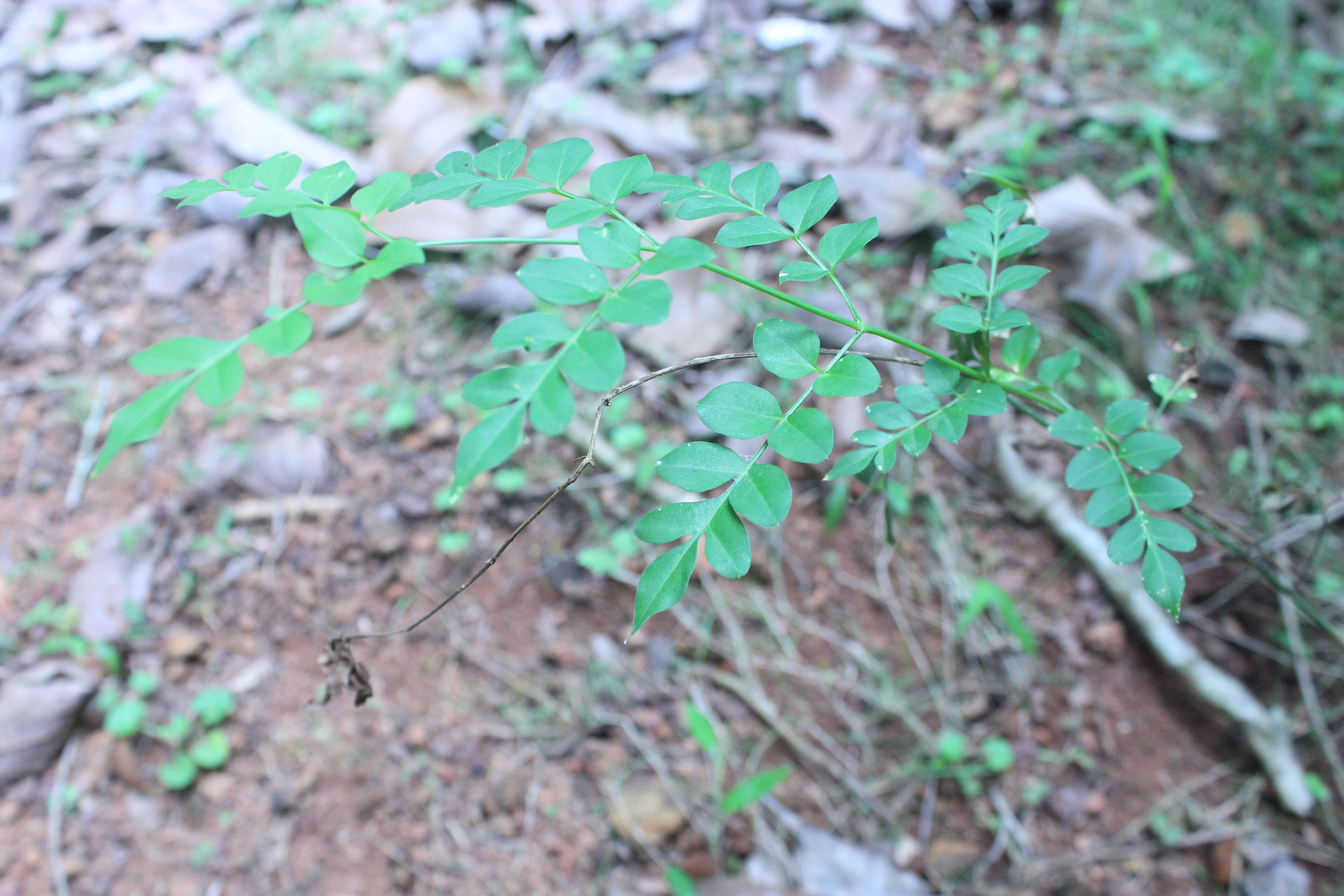 Image of Jasminum grandiflorum L.