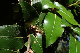 Imagem de Nothofagus moorei (F. Muell.) Krasser