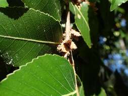 Imagem de Nothofagus moorei (F. Muell.) Krasser