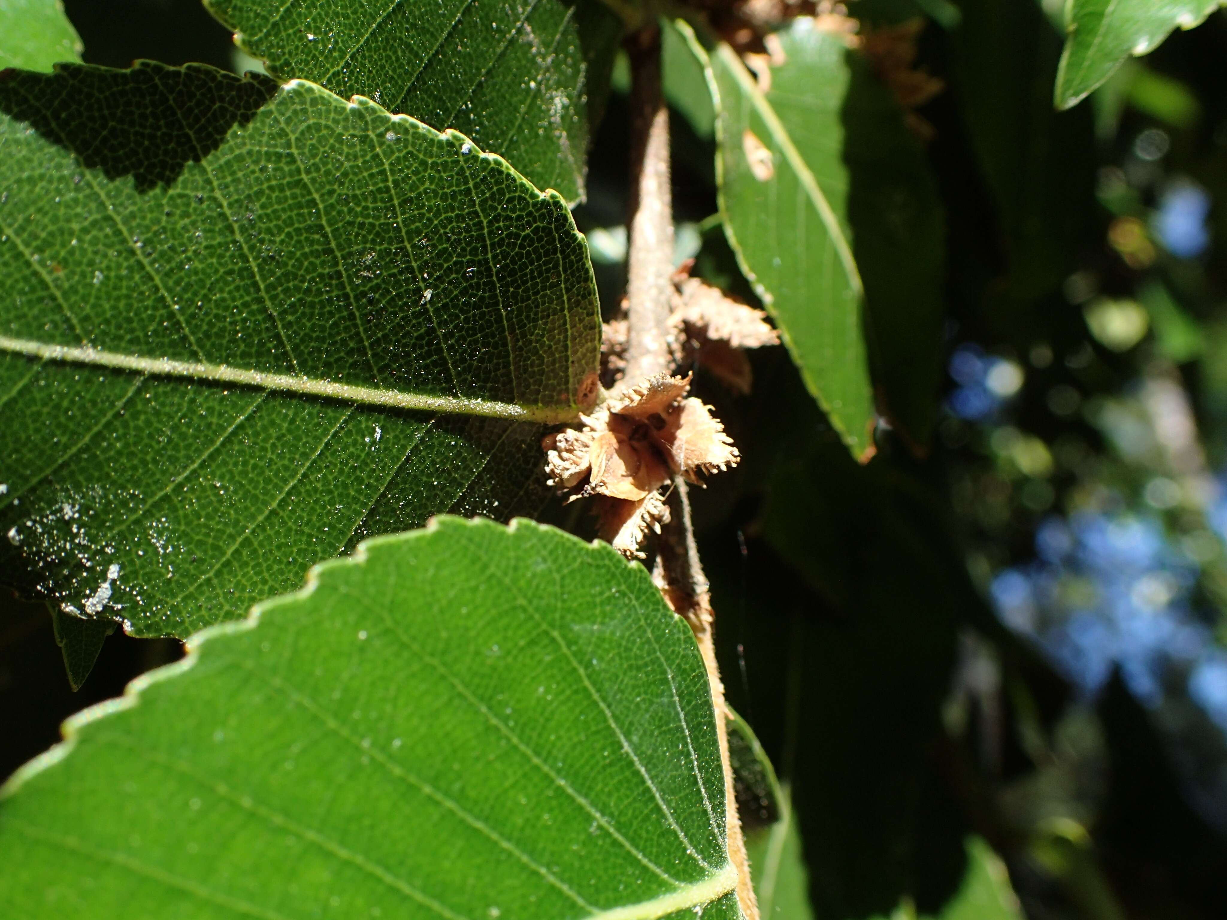 Imagem de Nothofagus moorei (F. Muell.) Krasser