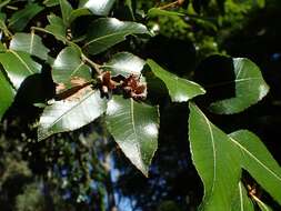 Imagem de Nothofagus moorei (F. Muell.) Krasser