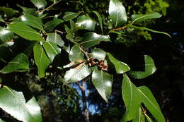 Imagem de Nothofagus moorei (F. Muell.) Krasser