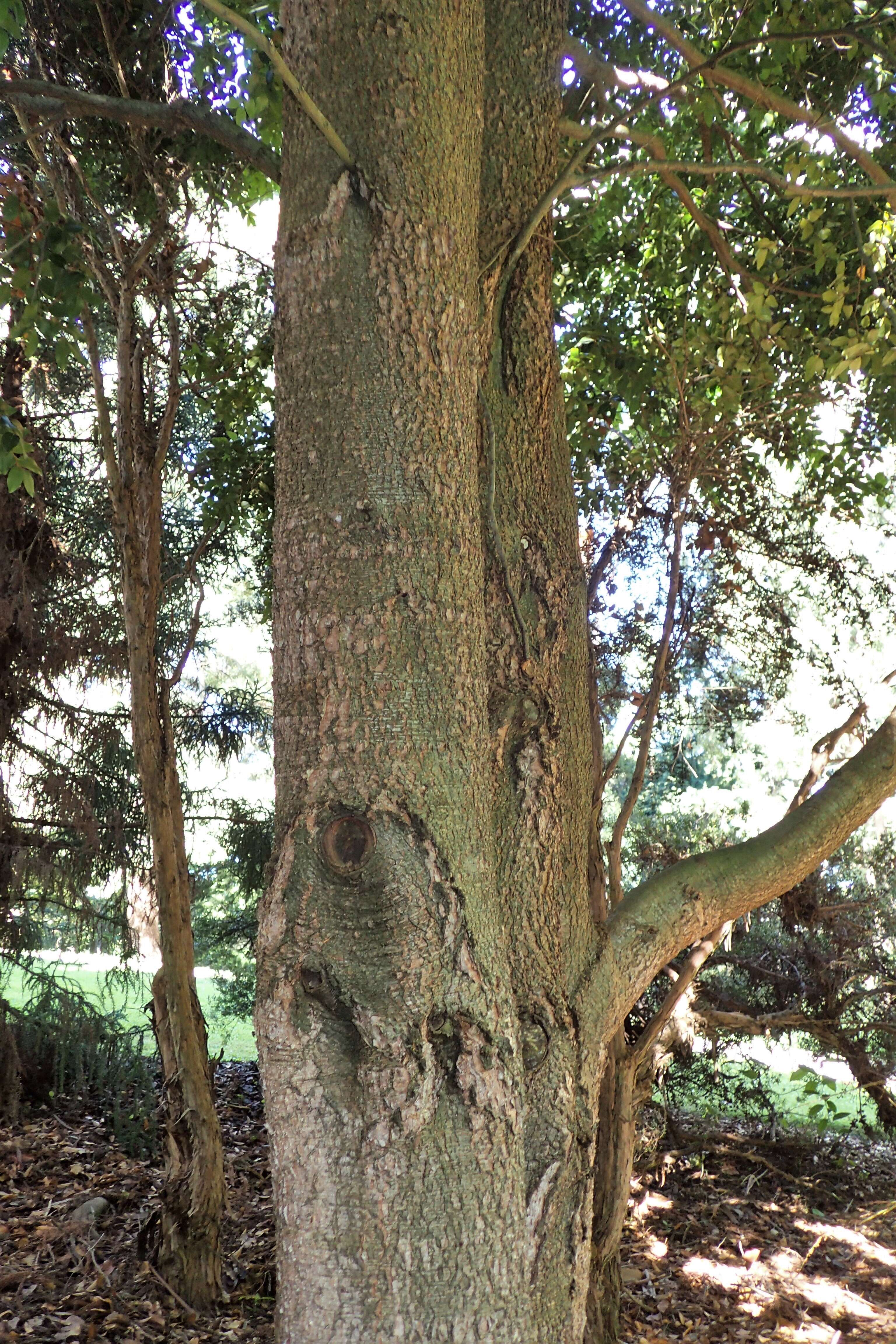 Imagem de Nothofagus moorei (F. Muell.) Krasser