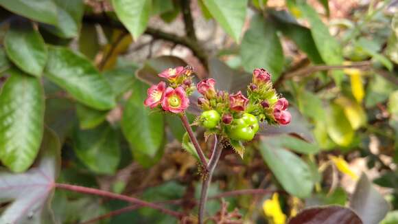 Image of bellyache bush