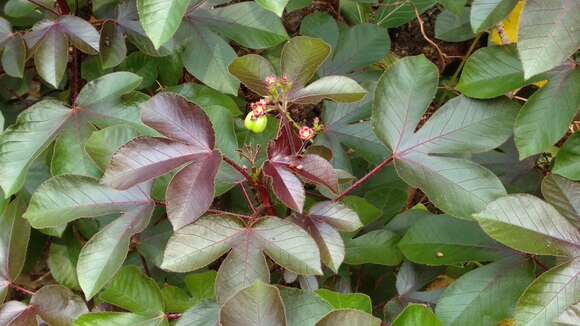 Image of bellyache bush