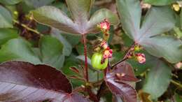 Image of bellyache bush