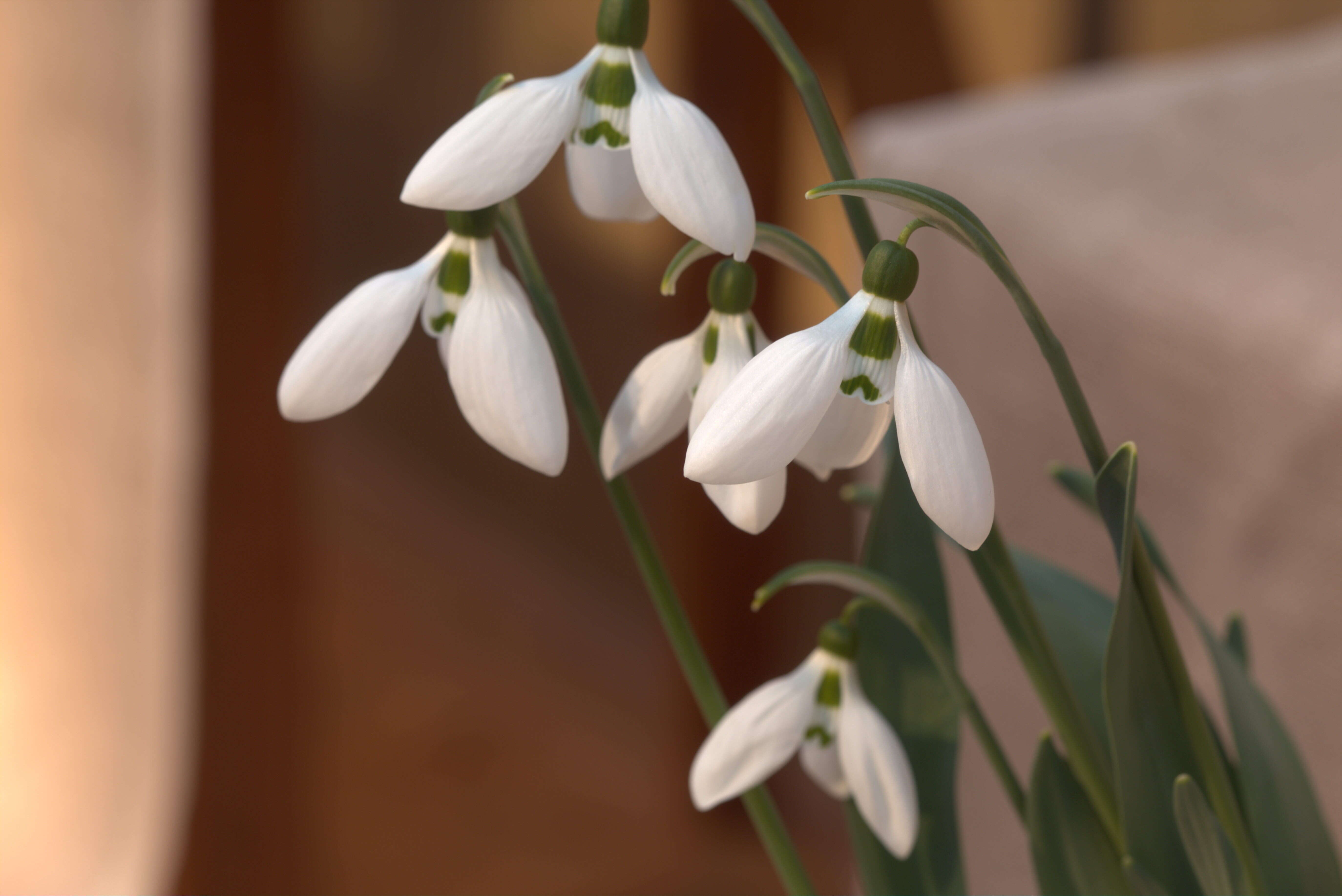 Image of giant snowdrop