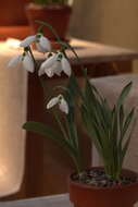 Image of giant snowdrop