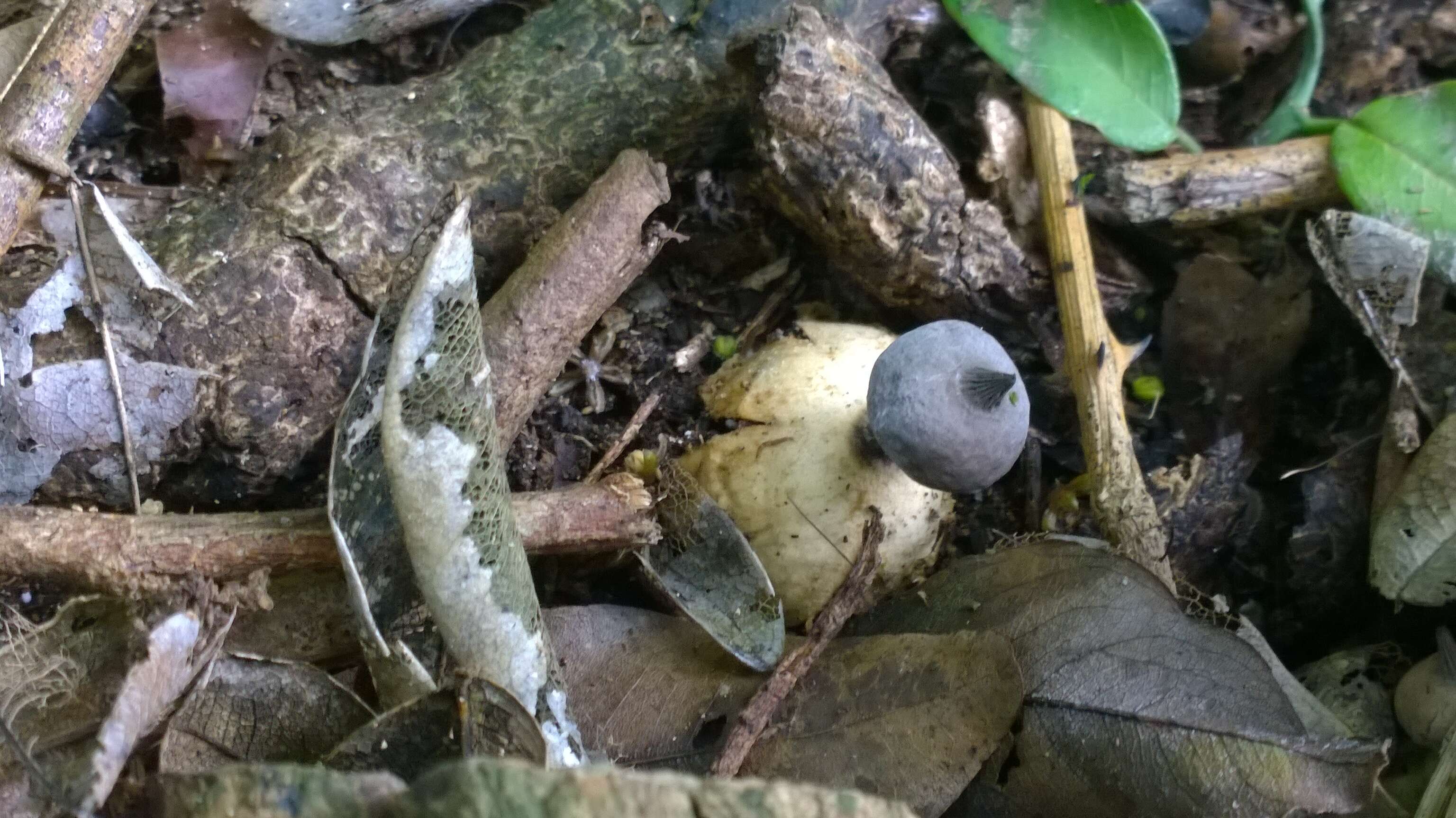 Image of Beaked Earthstar