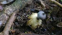 Image of Beaked Earthstar