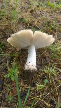 Termitomyces umkowaan (Cooke & Massee) D. A. Reid 1975 resmi