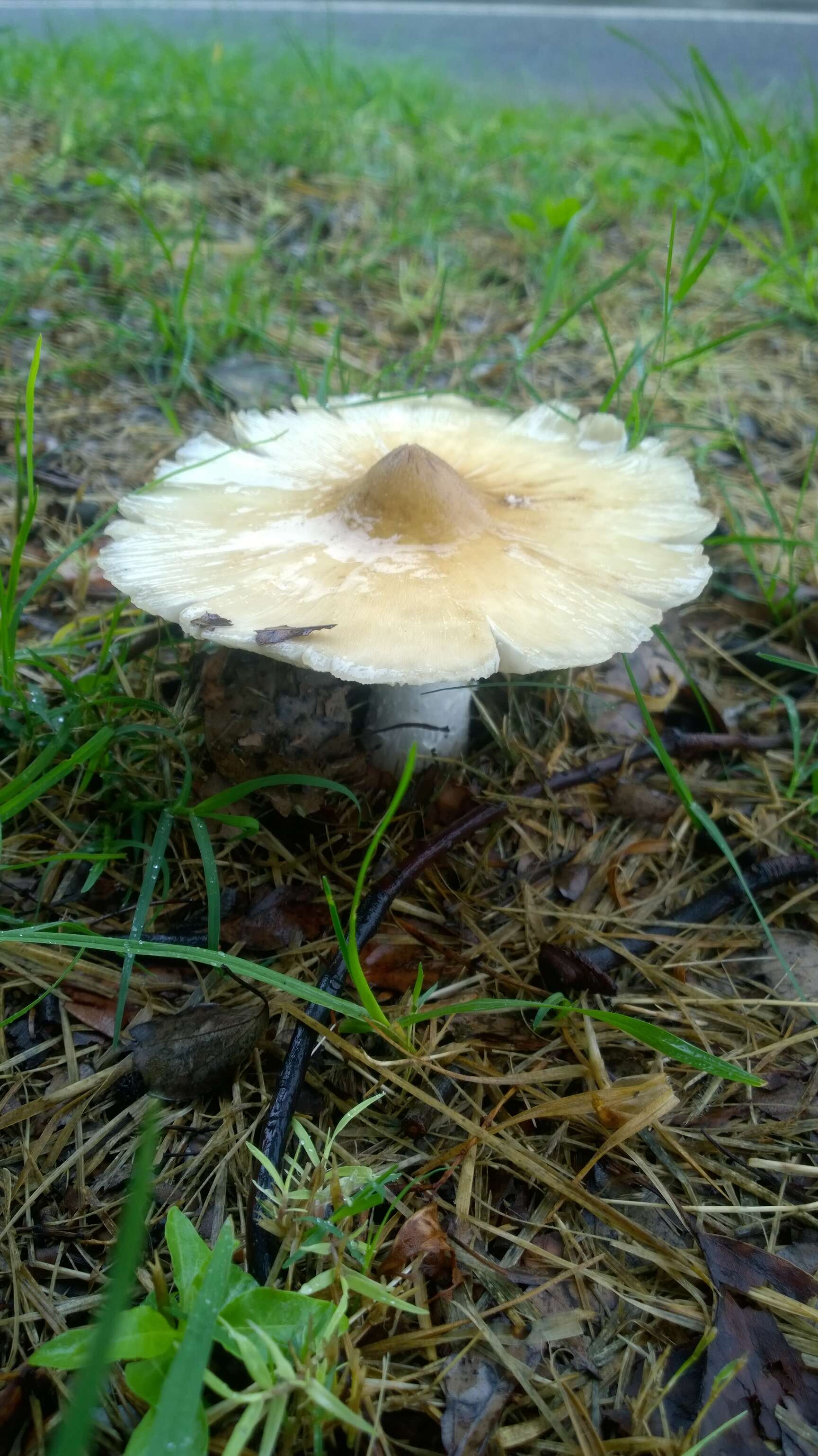 Image of Termitomyces umkowaan (Cooke & Massee) D. A. Reid 1975