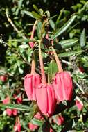 Image of Chilean Lantern Tree