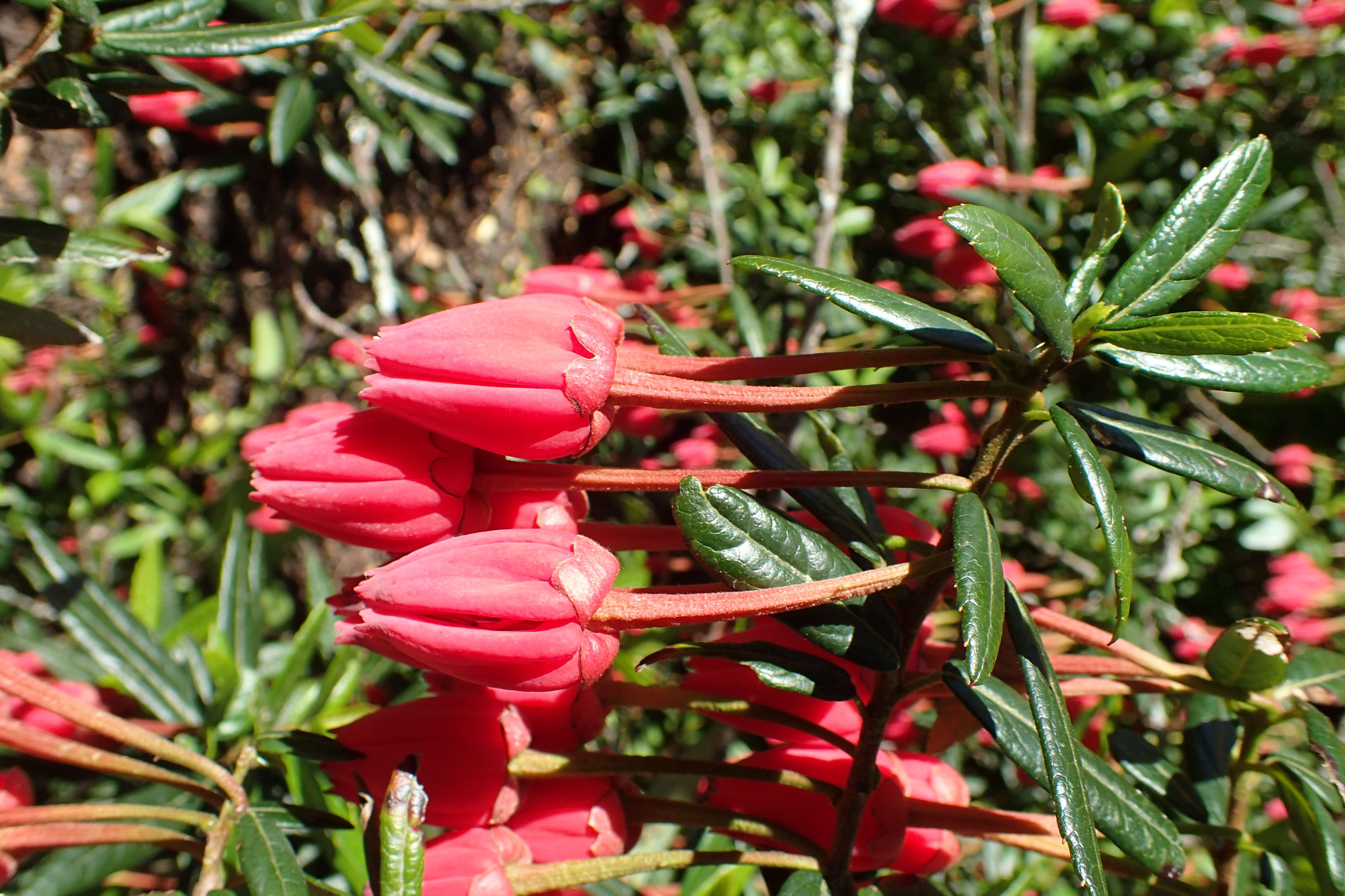 Image of Chilean Lantern Tree