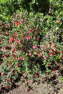 Image of Chilean Lantern Tree