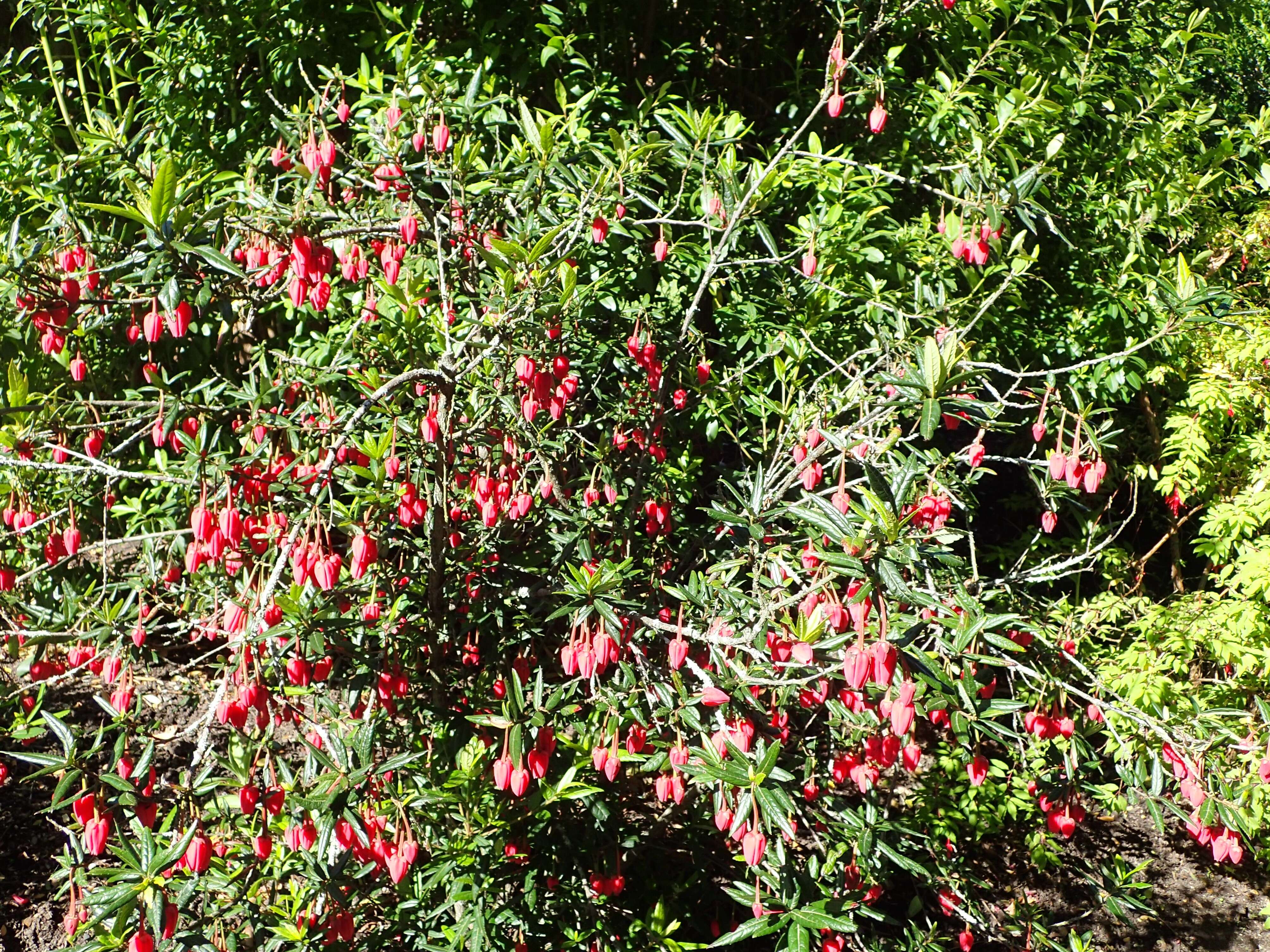 Image of Chilean Lantern Tree