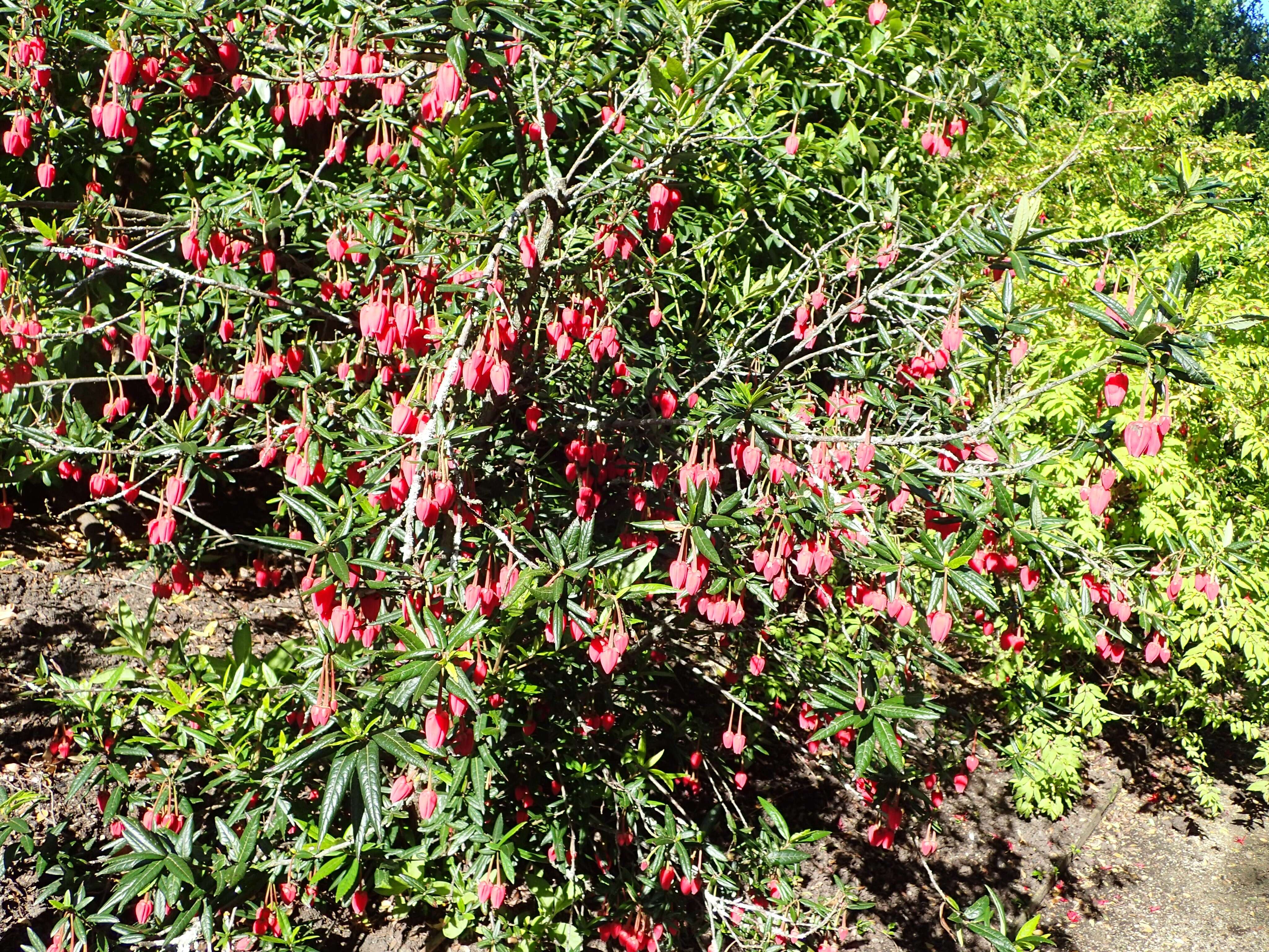 Image of Chilean Lantern Tree