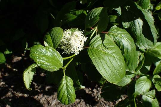 Image of Cornus walteri Wangerin