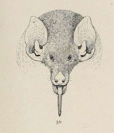 Image de Anoura caudifer (E. Geoffroy 1818)