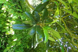 Image of loquat