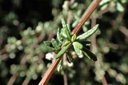 Image of Olearia bullata H. D. Wilson & P. J. Garnock-Jones