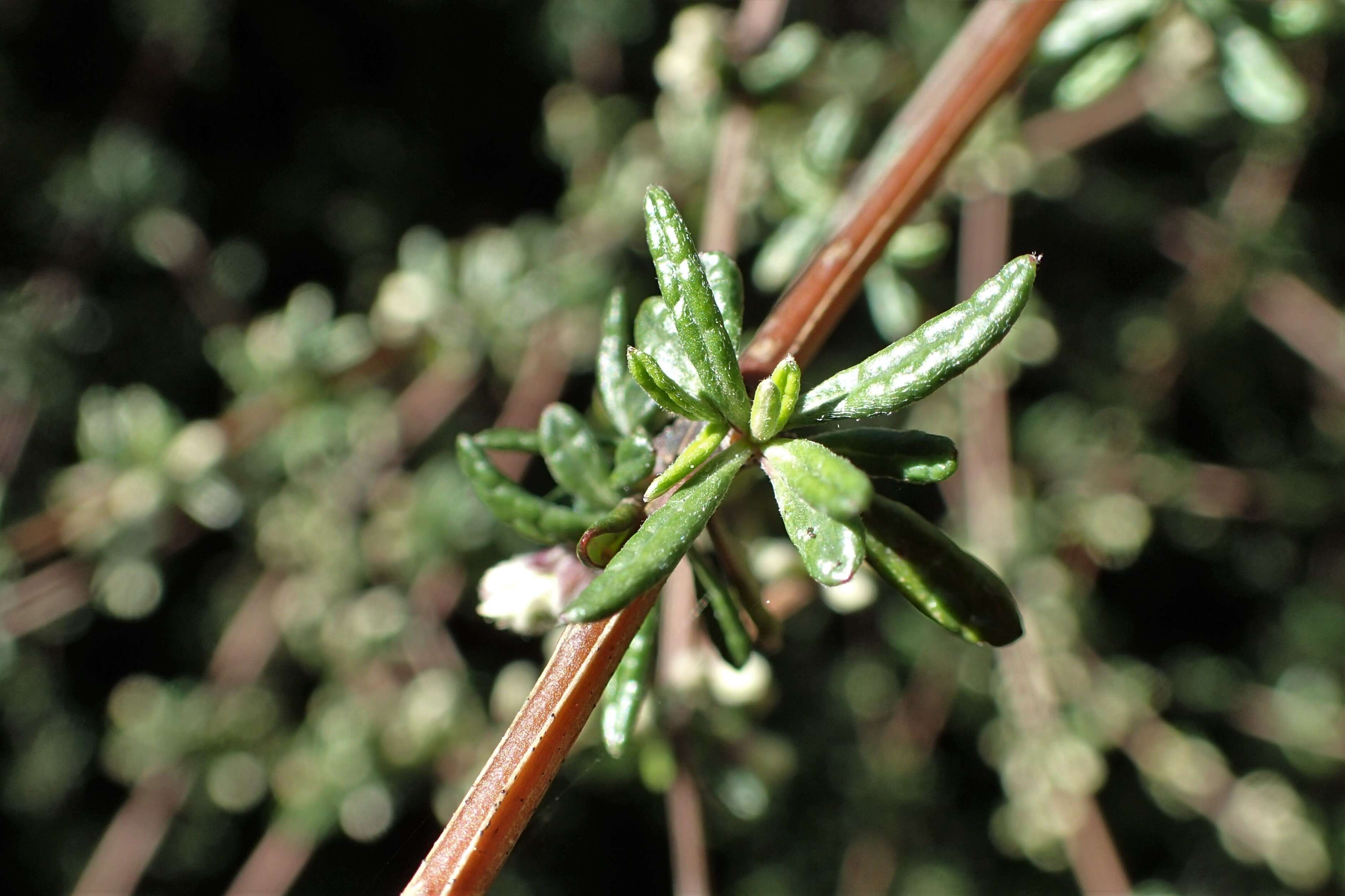 Image of Olearia bullata H. D. Wilson & P. J. Garnock-Jones