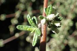 Image of Olearia bullata H. D. Wilson & P. J. Garnock-Jones