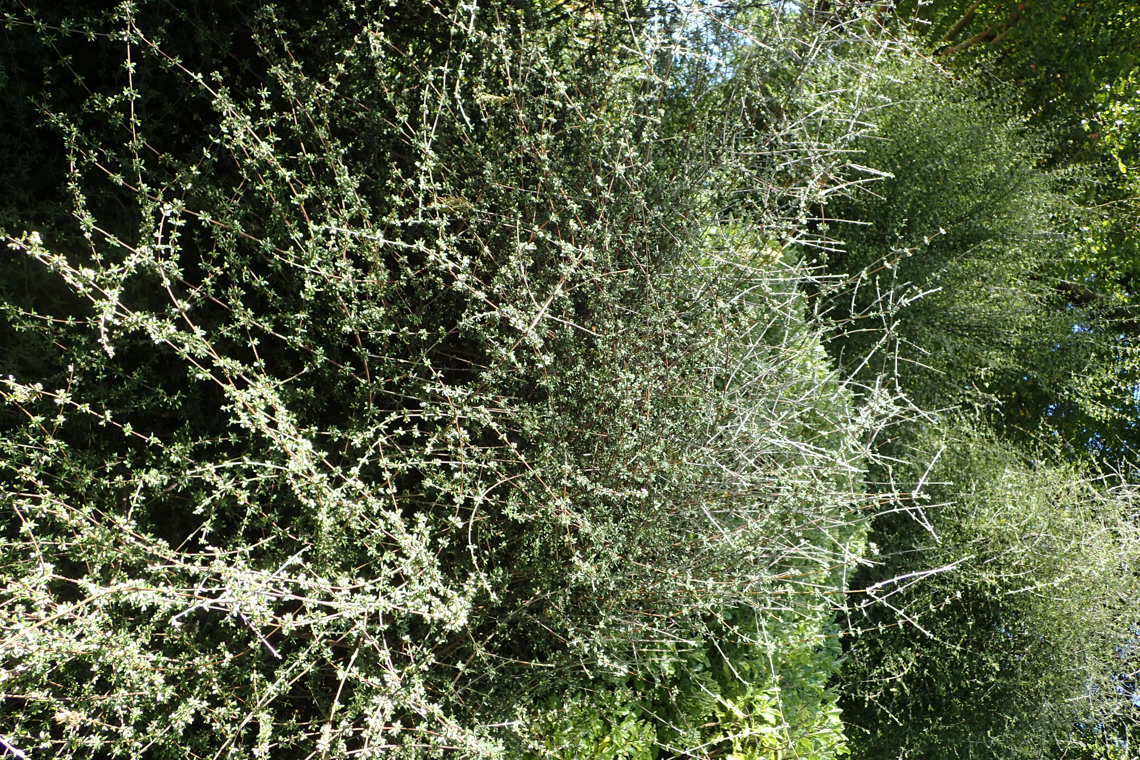 Image of Olearia bullata H. D. Wilson & P. J. Garnock-Jones