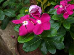 Image of Madagascar periwinkle