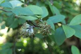 Image of Fragrant tree daisy