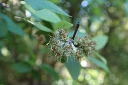 Image of Fragrant tree daisy