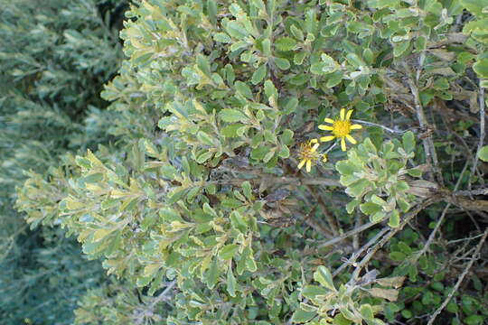 Image of Monro's Ragwort