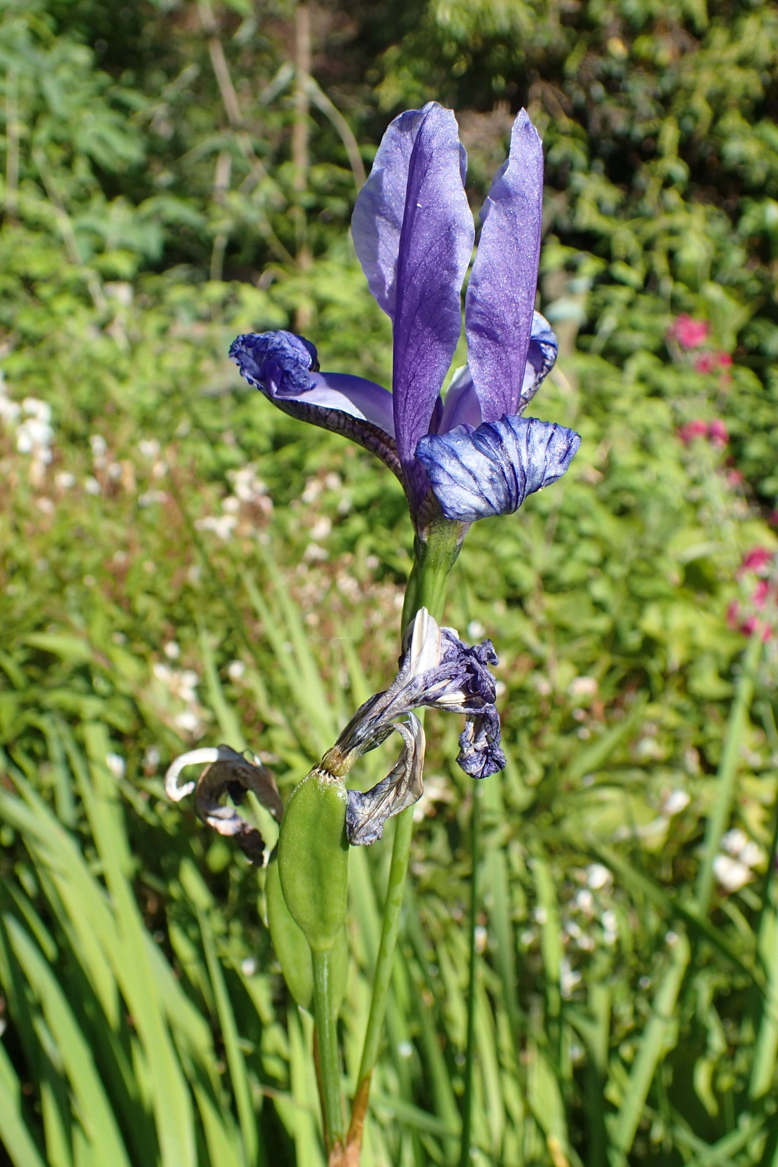 Image de Iris tectorum Maxim.