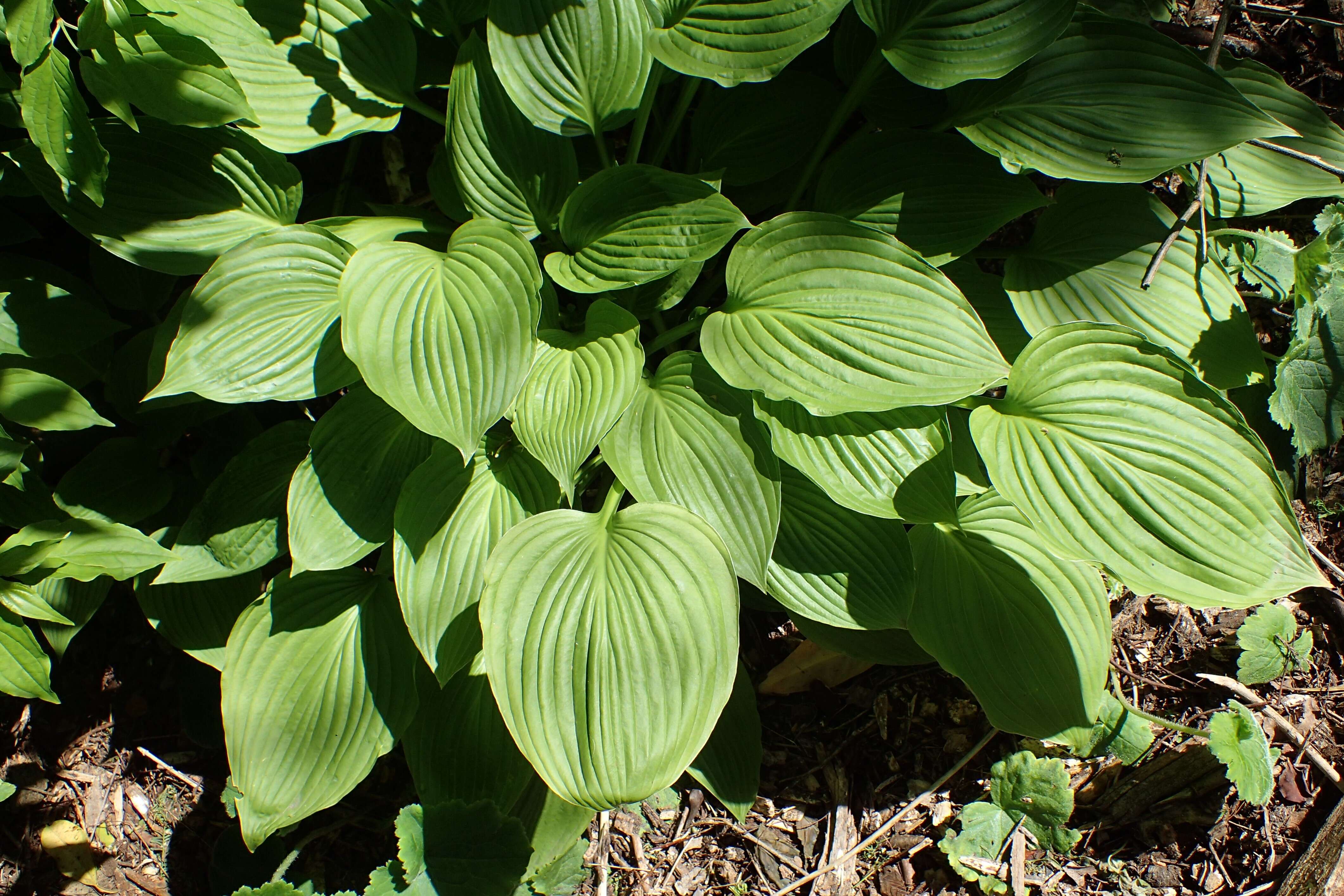 Image de Hosta sieboldiana var. sieboldiana