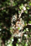 Olearia polita H. D. Wilson & P. J. Garnock-Jones resmi