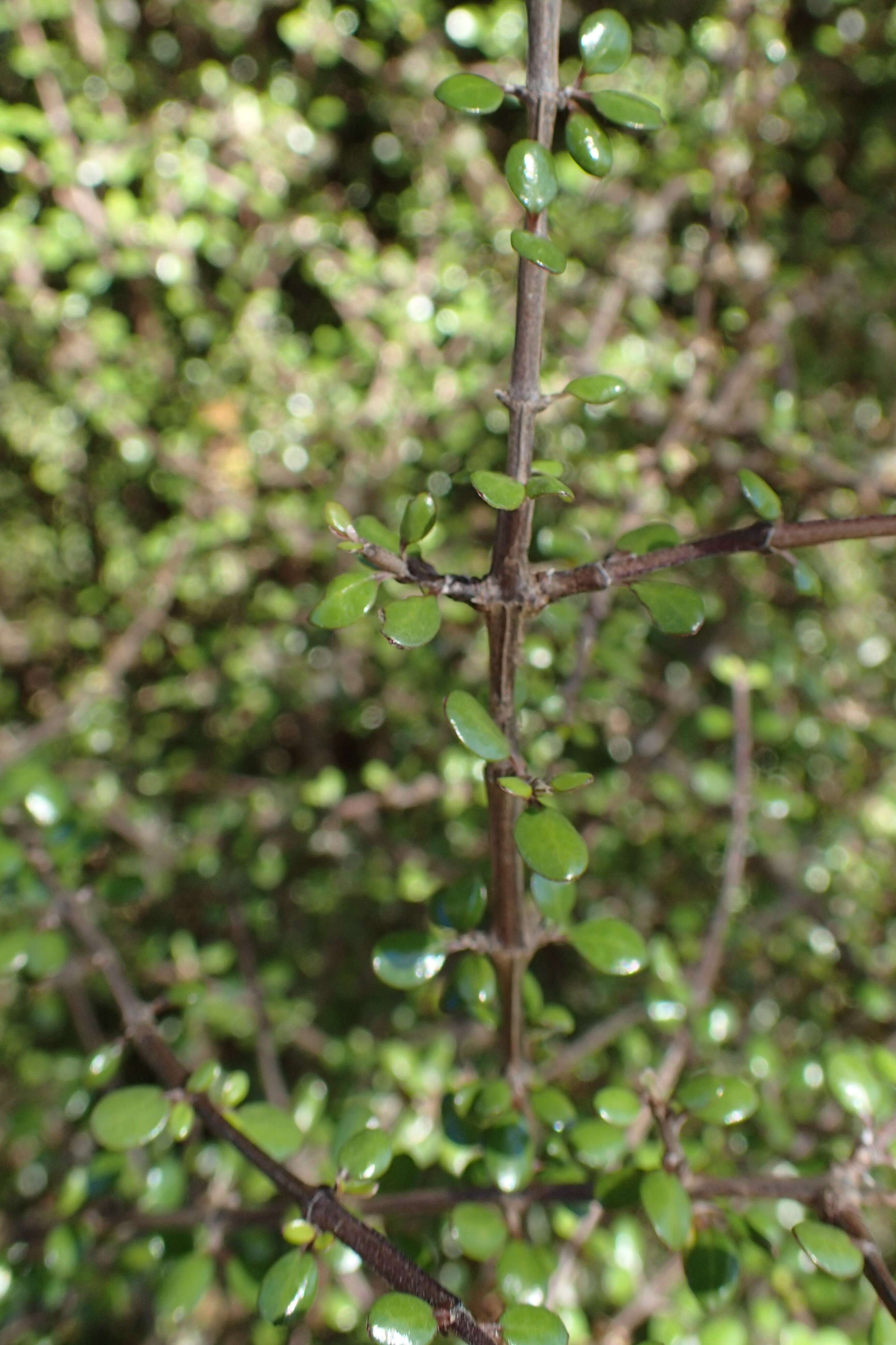 Olearia polita H. D. Wilson & P. J. Garnock-Jones resmi