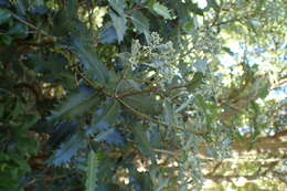 Olearia ilicifolia Hook. fil. resmi