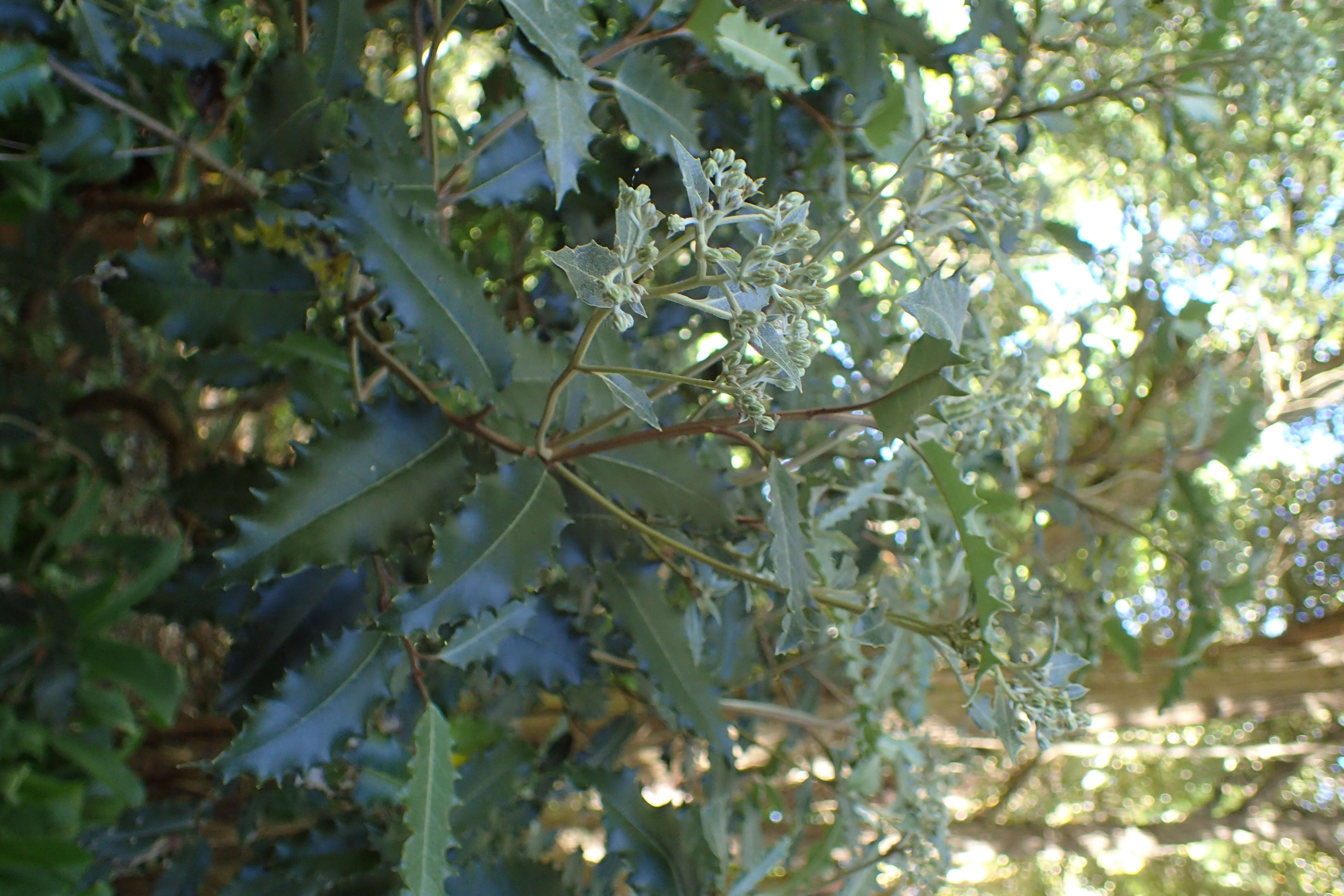 Olearia ilicifolia Hook. fil. resmi