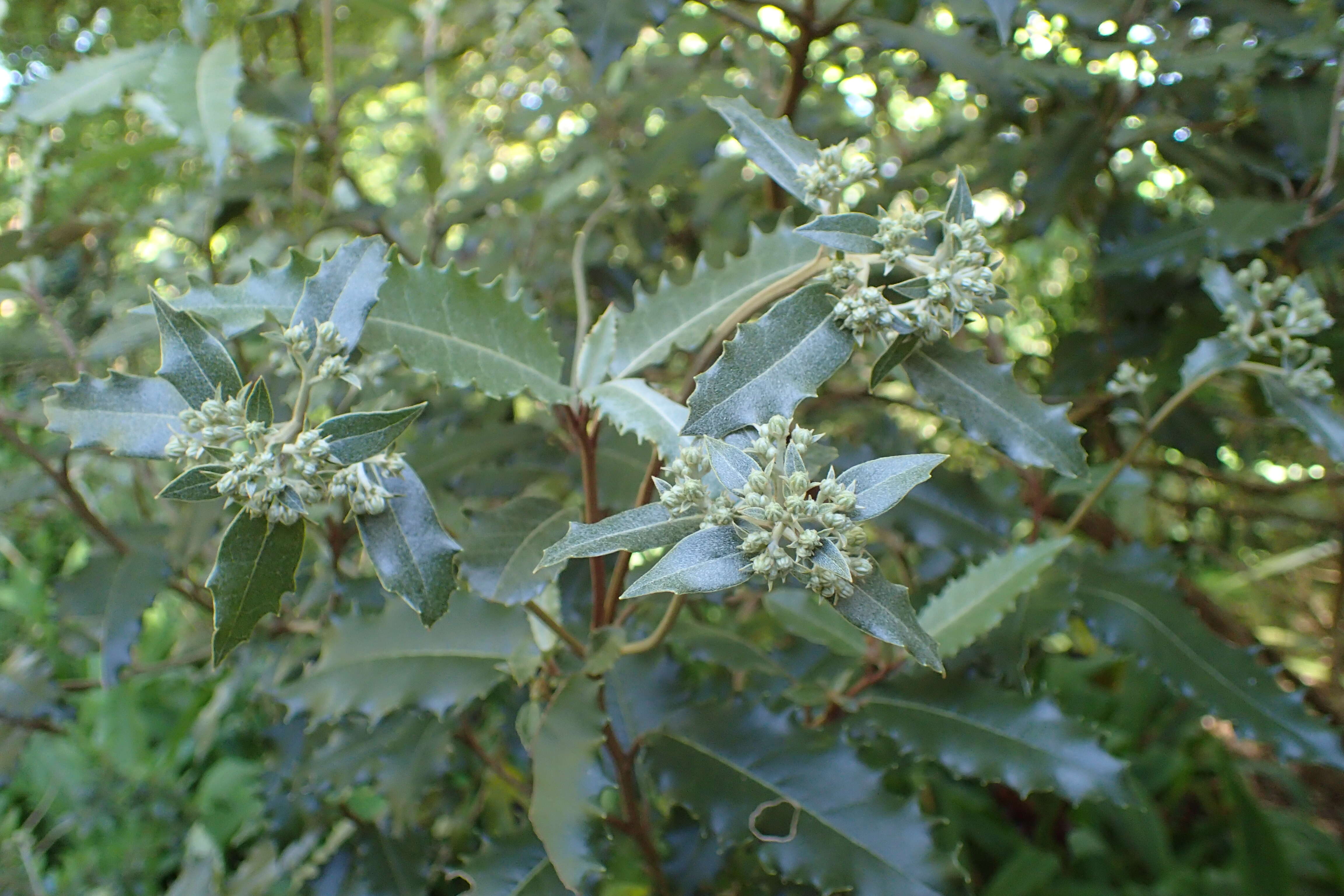 Olearia ilicifolia Hook. fil. resmi