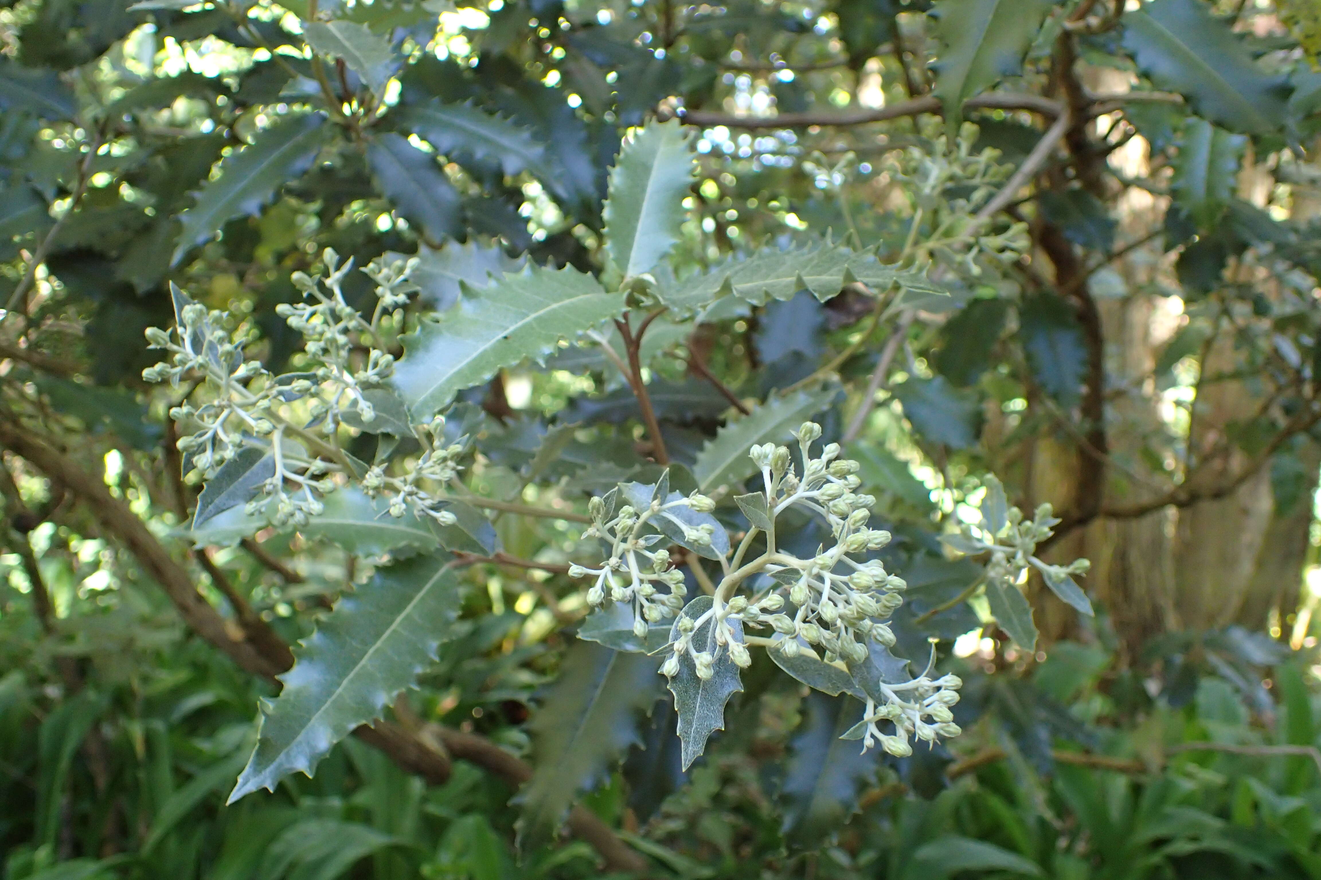 Olearia ilicifolia Hook. fil. resmi