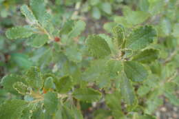 Image of Monro's Ragwort