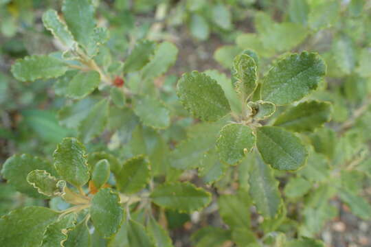 Image of Monro's Ragwort