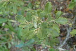 Image of Monro's Ragwort